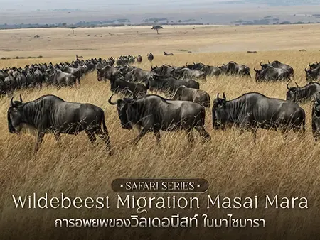 ตามรอยวิลเดอบีสท์ข้ามแม่น้ำมารา เปิดบันทึกซาฟารีแอฟริกา ล่าสุด 2026